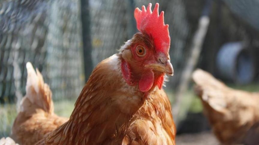 In de bufferzone (500 meter) rond de haard moeten houders van pluimvee onder andere hun dieren binnen houden om contact met wilde vogels te vermijden.