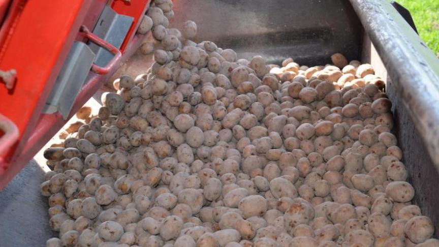 Voor de vermeerdering van pootaardappelen worden loofvernietigingsdata opgesteld.