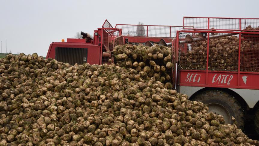 De prijs van  suikerbieten moet omhoog, als de teelt aantrekkelijk wil blijven.