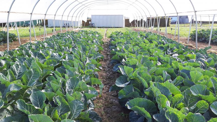 Concreet werden 3 verschillende types gezuiverd afvalwater getest en vergeleken  met regenwater onder de irrigatiekoepels.