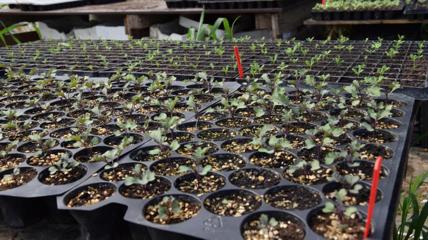 De zaden worden in bakjes gezaaid. De planten worden daarna in de volle grond gestoken.