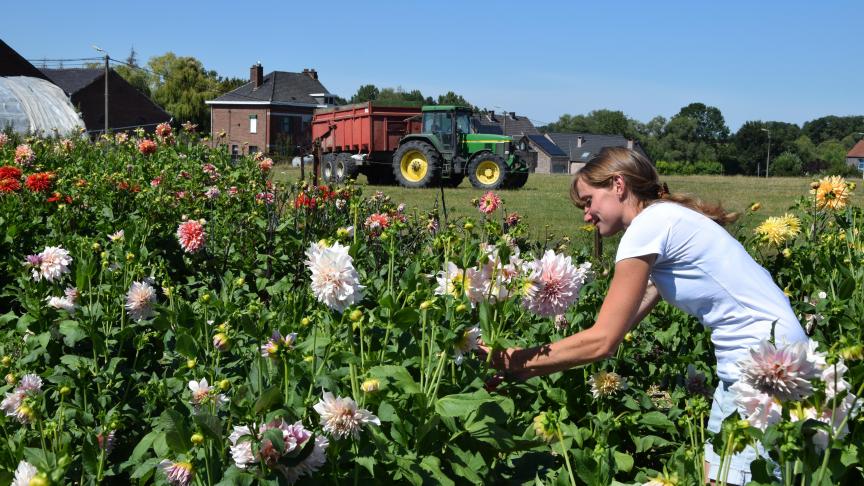 De lievelingsbloemen van Pauline zijn dahlia’s. U vindt ongetwijfeld de bloem die perfect bij u past in de variëteiten die zij aanbiedt.