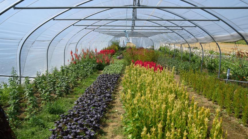 In de nieuwe serre staan de meer delicate planten. Deze kon gebouwd worden dankzij crowdfunding in ruil voor boeketten en bloemenateliers.
