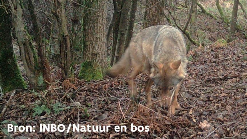 Als dezelfde wolf opnieuw een rund doodt, komen er maatregelen.