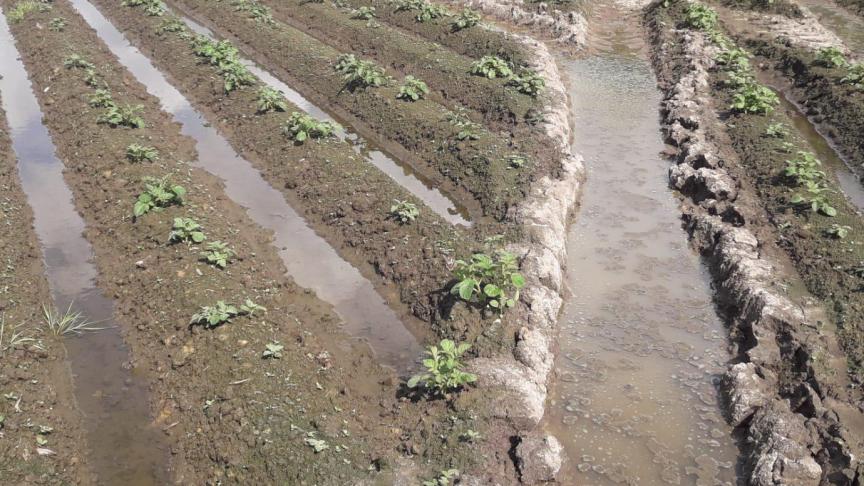 De waterschade heeft grote invloed op de groentesector.