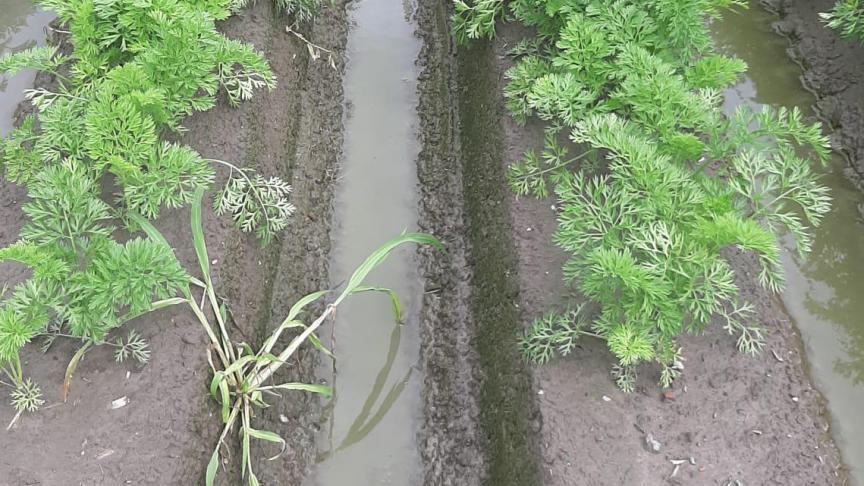 Het is opletten met teelten die overstromingswater zware schade hebben opgelopen.