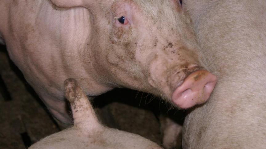 Amcra zet in het One Health-programma niet alleen in op de veehouderij.