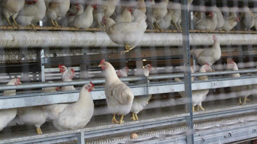 De transitie naar een kooi-vrije huisvesting moet leiden tot een verbetering van dierenwelzijn, bedrijfsinkomen en algehele duurzaamheid.