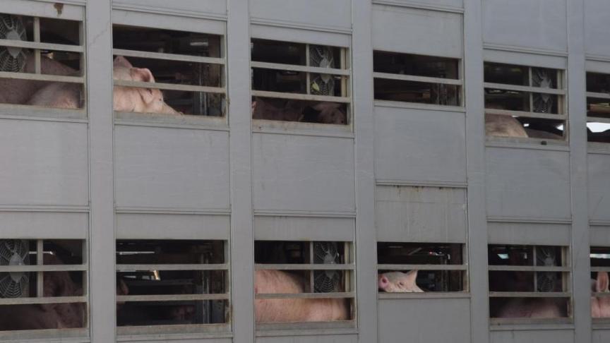 Onder meer de reis- en rusttijden voor transport van landbouwdieren worden herbekeken.