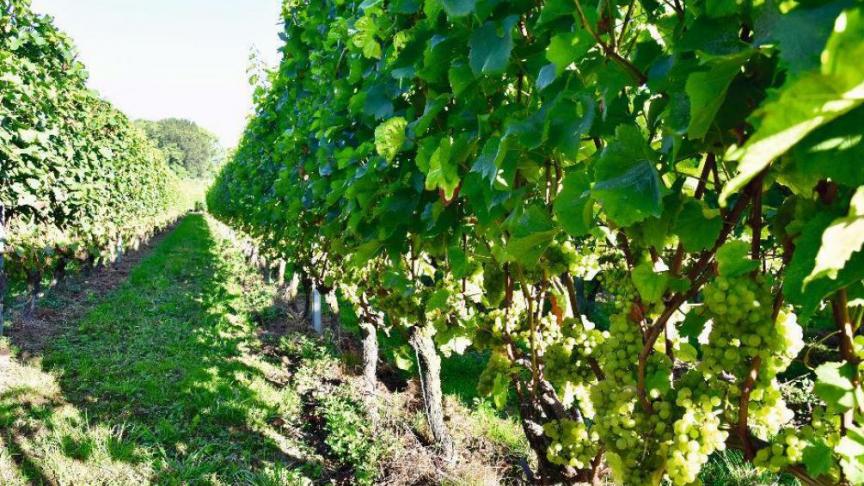 De overvloedige regen van de voorbije weken is slecht voor de Belgische wijnbouw.