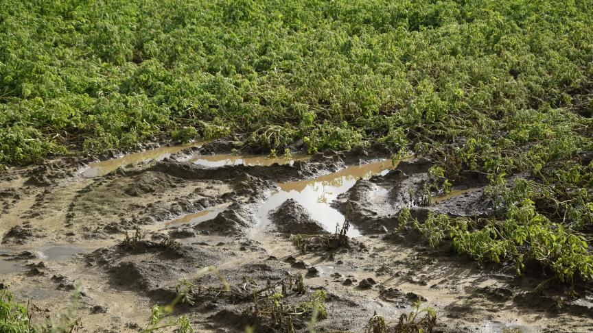Veel landbouwers zagen door het rampweer hun teeltplanning overhoop gegooid.