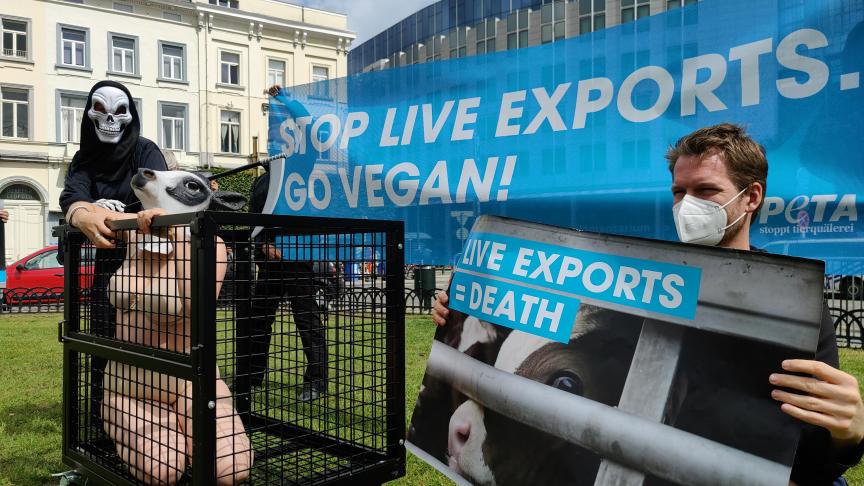 Activisten van PETA eisen een volledig verbod op langeafstandvervoer van dieren op Europees grondgebied.
