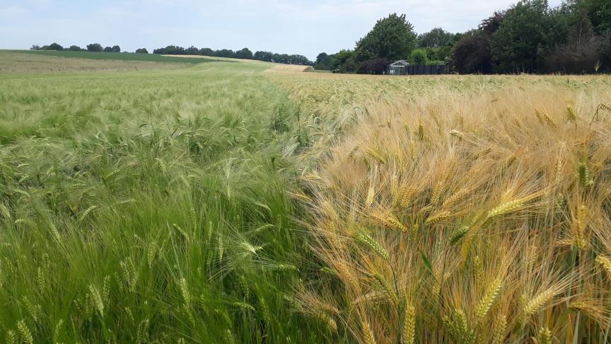 Links gemaaide gerst, rechts niet gemaaide gerst op 17 juni 2021.