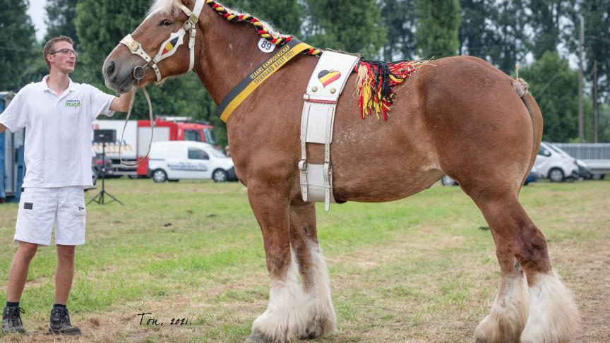 De vosse merrie Nienke van de Braambeierhoek van Ann-Sophie Cornelis uit Booischot werd kampioene in de categorie  ‘merries zonder veulen’.