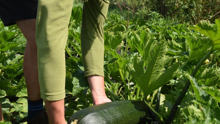De courgetten werden niet meer geplukt, ze groeiden uit tot giganten.
