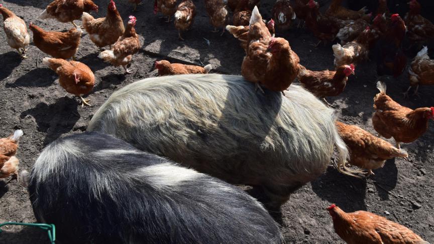 De Vlaamse overheid adviseert om binnen de perimeter van 5 km geen eieren te eten.
