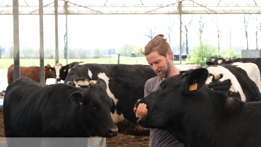 De Angus-vaarzen die droog staan, lopen tussen het melkvee.