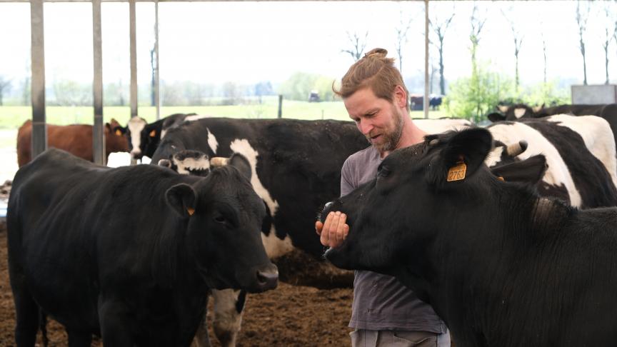 De Angusvaarzen die droog staan lopen tussen het melkvee.
