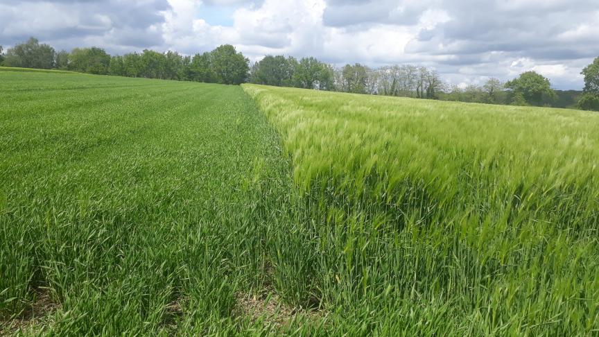 Links gemaaide gerst, rechts niet gemaaide gerst op 19 mei 2021.