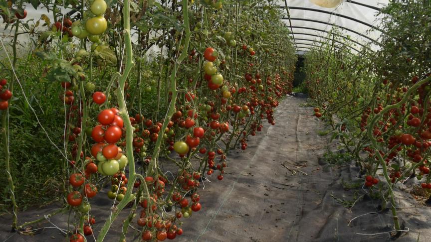Er is nu een overvloed aan groenten. Mijn tomatentunnel staat op barsten ,  toont Gunther.