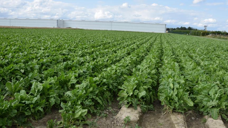 Witloofwortelen gezaaid op ruggen.