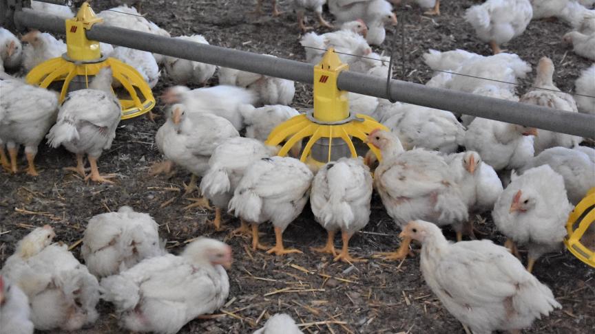 Colruyt en OKay waren maandag de eersten die överstapten naar BCC.