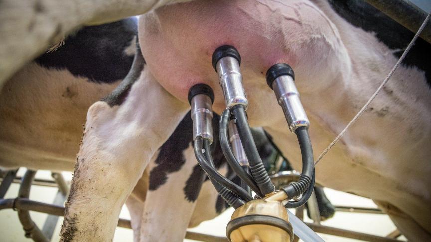 Mastitis of uierontsteking is een van de meest voorkomende aandoeningen op een melkveebedrijf.