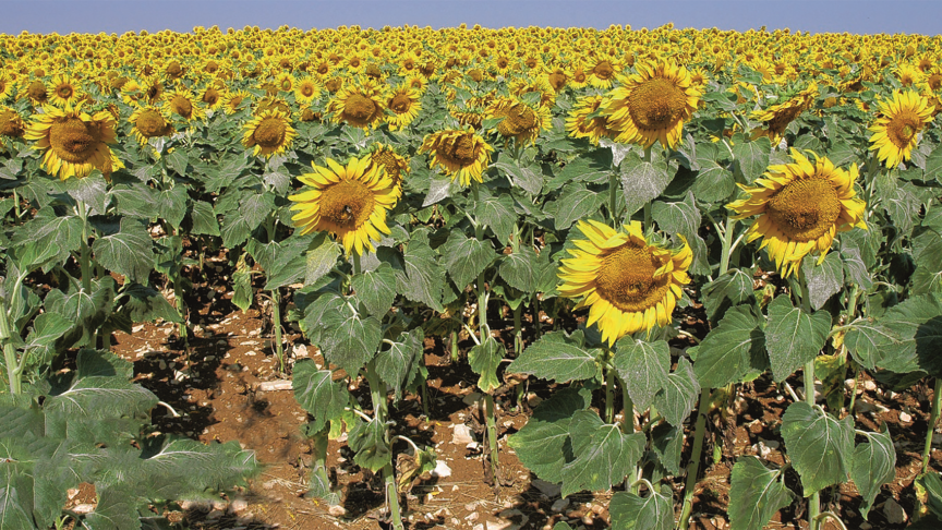 Zonnebloemteelt in het Franse departement Aube, in de regio Grand Est.