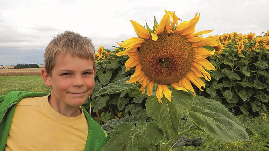 De zonnebloem biedt vele voordelen: hij is zuinig met water en grondstoffen, en levert zaden en kwaliteitsolie.