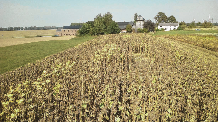 Een beeld van een deel van de proef van vorig jaar; de verschillende niveaus in rijpheid zijn duidelijk zichtbaar in de verschillende percelen.