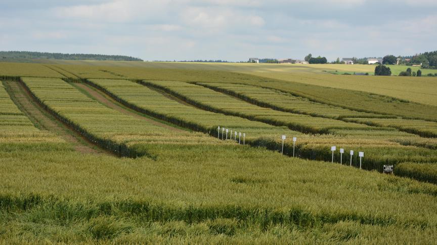 Het proefplatform van Rigaux omvat rassen klaar voor commercialisering, maar ook rassen die nog op hun agronomische waarde worden gescreend.