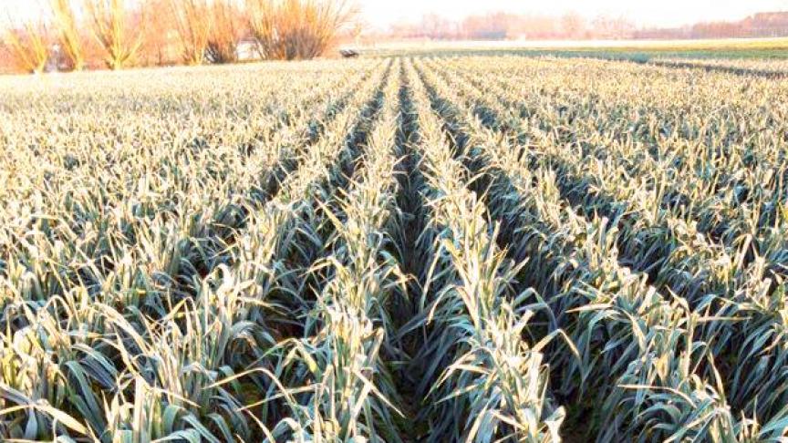 De bemesting van prei wordt het best goed over verschillende fracties gespreid.