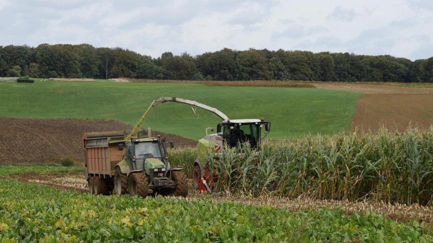 Het weer van de komende weken zal een enorme invloed hebben op het verloop van de komende maïsoogst.
