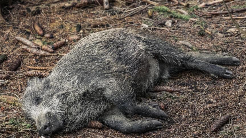Het AVP-virus kan lange tijd overleven in dode dieren. Karkassen van everzwijnen blijven dus besmettelijk.