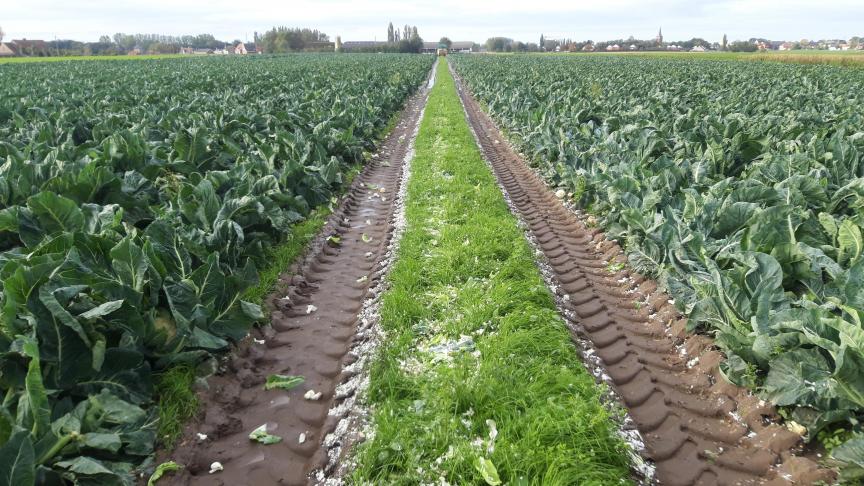 Voorbeeld van een oogstgang ingezaaid met gras.