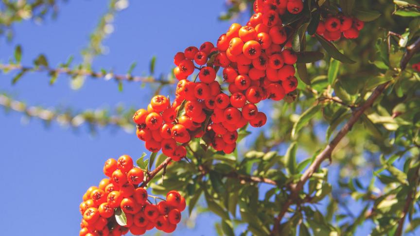 In Europa is de lijsterbes, en aanverwanten, de meest bedreigde boomsoort.