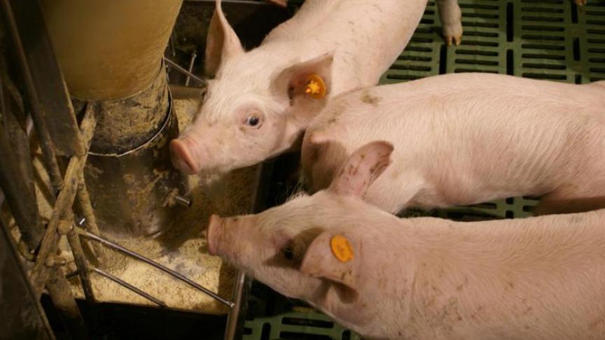 BFA, de koepel van de diervoedersector, is ook heel erg bezorgd over de crisis in de varkenshouderij.