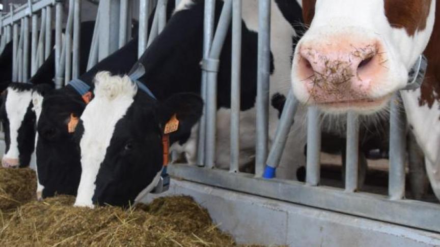 Bijna alle veehouders hebben het dierenwelzijn hoog bovenaan hun prioriteitenlijst.