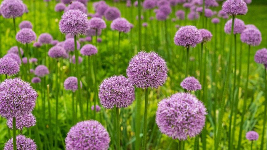 Sieruien bloeien in het late voorjaar, maar moeten in het najaar geplant worden.