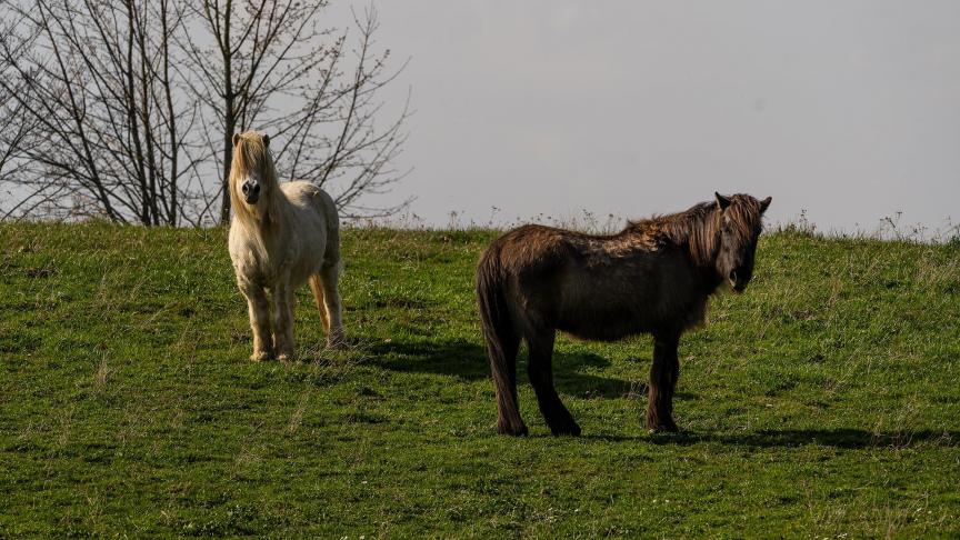 Nu ook paarden en runderen door de wolf aangevallen worden, blijkt er bij de paardenhouders geen draagvlak meer om de aanwezigheid van de wolf te blijven tolereren.
