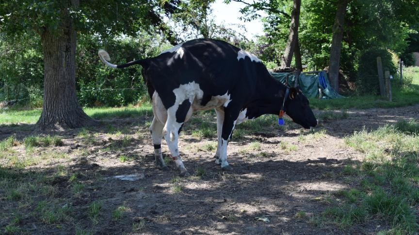 De uitdaging is nu om dat dieren op grote schaal te laten doen en kuddes te trainen om naar het toilet te gaan.
