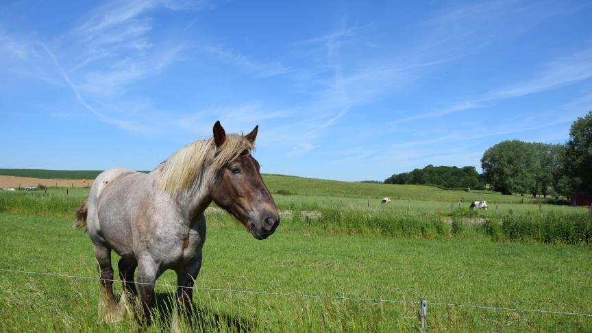 Door een nieuwe regeling krijgen niet-professionele paardenhouders in het wolvengebied steun voor een wolfwerende omheining.