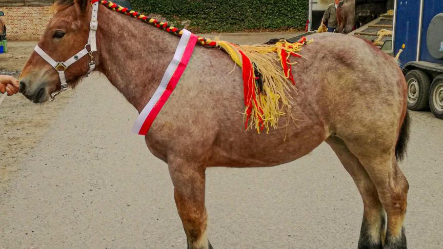 Liesa van ‘t Riebekershof van François Van Assche uit Weert-Bornem werd in Sint-Pieters-Leeuw Europees kampioene.