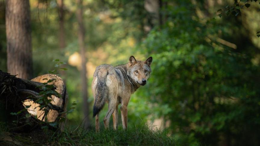 In het dichtbevolkte Vlaanderen is samenleven met de wolf niet evident.