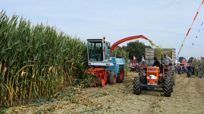 Guido Cartoos en Dirk Hulens aan het werk tijdens het maïs hakselen met oldtimers.