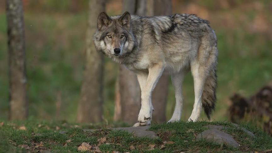 Voor Boerenbond is het aan de overheid om met volwaardige oplossingen te komen in verband met de wolf.
