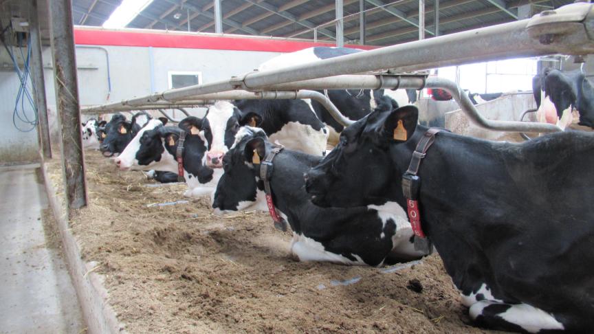 Het toepassen van de dikke fractie als ligboxstrooisel wordt in België alleen toegestaan als de grondstof bedrijfseigen mest van het melkveebedrijf is.