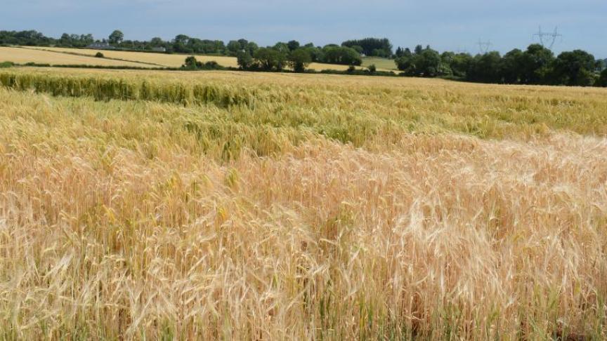 In een maand tijd steeg de graanprijs met 30 euro per ton op Euronext.