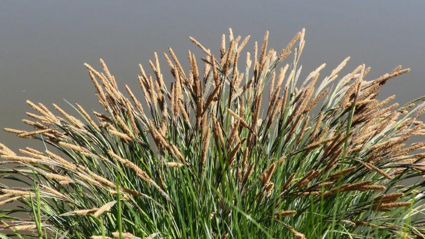 Met hun langgerekte silhouet, hun fijne bladeren en hun sierlijke pluimen veroverden de siergrassen langzaam maar zeker het hart van de tuinliefhebber.