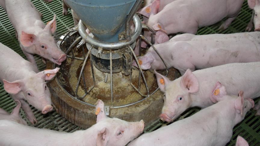 Elk varkensbedrijf moet deze risico-enquête jaarlijks herhalen.